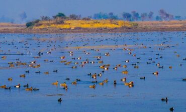Development of Management Plan of Jagadishpur Bird Sanctuary. Kapilvastu, Lumbini Province