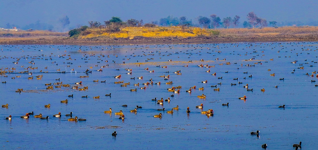 Development of Management Plan of Jagadishpur Bird Sanctuary. Kapilvastu, Lumbini Province